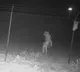 Mysterious creature spotted outside Texaas Zoo