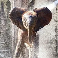 Elephant kills elderly woman in Odisha