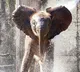 Elephant kills elderly woman in Odisha