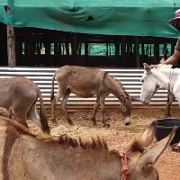Man quits plush job to open donkey milk farm in Mangaluru