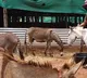Man quits plush job to open donkey milk farm in Mangaluru