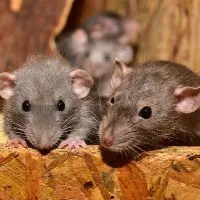 Rats brought jewellery into drainage