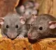 Rats brought jewellery into drainage