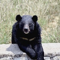 Eight injured in bear attack in Andhra