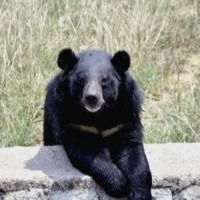 Operation Bunty: Forest staff, cops catch bear in Srikakulam district