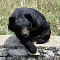 Bear which killed man in Andhra finally caught