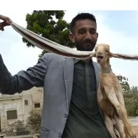 Pakistani Baby Goat Born With 19 Inch Ears to Guinness World Record