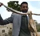 Pakistani Baby Goat Born With 19 Inch Ears to Guinness World Record