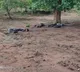 Three CRPF Jawans killed in Naxals firing