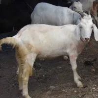 A Goat Leaves 40 Russian Soldiers Injured After Setting Off Booby Trap