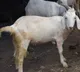 A Goat Leaves 40 Russian Soldiers Injured After Setting Off Booby Trap