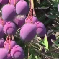 Retailing at 3 lakh per kg which is the most expensive mango in world All you need to know
