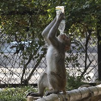 Three held in UP for stoning monkey to death