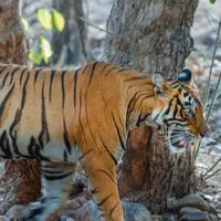 Royal Bengal Tiger roaming around Anakapalle dist