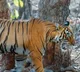 Royal Bengal Tiger roaming around Anakapalle dist