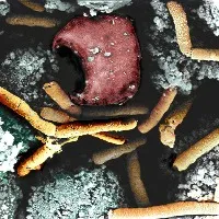 anthrax outbreak in kerala forest