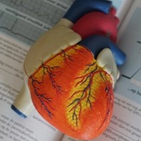 Bionic valve from pig may help heart patients avoid major surgery