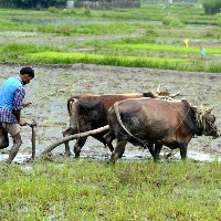 Telangana continues disbursement of investment support among farmers