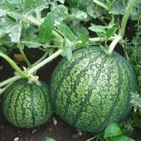 Chinese property developers accept peaches, watermelons, garlic as down payment for homes