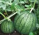 Chinese property developers accept peaches, watermelons, garlic as down payment for homes