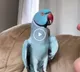 Incredible bird calls pet mom cute speaks with her like a human