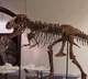 76 million year old gorgosaurus skeleton to be auctioned on july 28