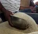 Telangna Govt decided to distribute 15 kg free rice ration card holders in august