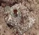 Colour changing Octopus video going viral