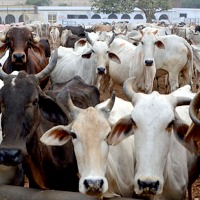 No cow slaughtering on Bakrid