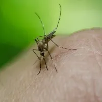 Viruses Make You Smell Tastier to Mosquitoes