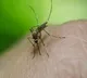 Viruses Make You Smell Tastier to Mosquitoes