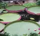 newly identified species is the worlds largest known giant water lily