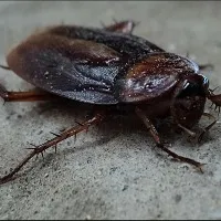 pest company says it will pay you 2k USD to release 100 cockroaches into your home