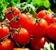 scientists create tomatoes genetically engineered to boost vitamin d