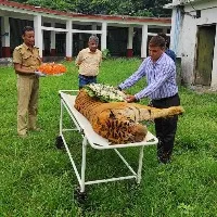 One of the oldest tigers in the country Raja passed away at the age of 25