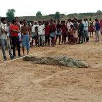 Crocodile Was Captured In Belief That Boy Was Alive