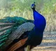 karnataka man arrested for raising peacocks