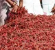 AC Type Mirchi quintal rate above Rs22 thousand in Khammam Market