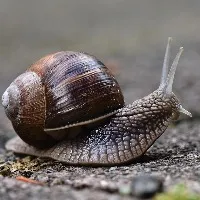Snails like ghosts A new type of lockdown in Florida in America