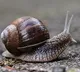 Snails like ghosts A new type of lockdown in Florida in America
