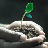 Crops can be grown in the dark New technology to grow on the moon and Mars