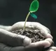 Crops can be grown in the dark New technology to grow on the moon and Mars