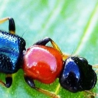 Nairobi fly a serious health threat in Bihar's Seemanchal region