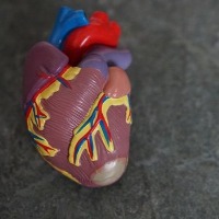 This lab-made heart chamber with living cells beats strongly