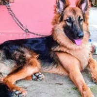 Buxar Police arrested dog along with person for breaking prohibition law
