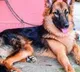 Buxar Police arrested dog along with person for breaking prohibition law
