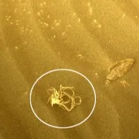 NASAs Perseverance rover spots noodle like object on Mars