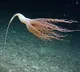 The ship that discovered the Titanic spotted a creature in the sea Do you know what it is