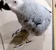 Fifty Thousand rupees bounty for a missing parrot