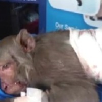 Bhimavaram: Bullet removed from monkey’s body after surgery